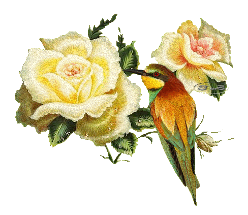 блестяшка птица и розы