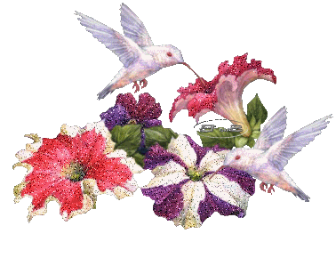 белые колибри и гибискус